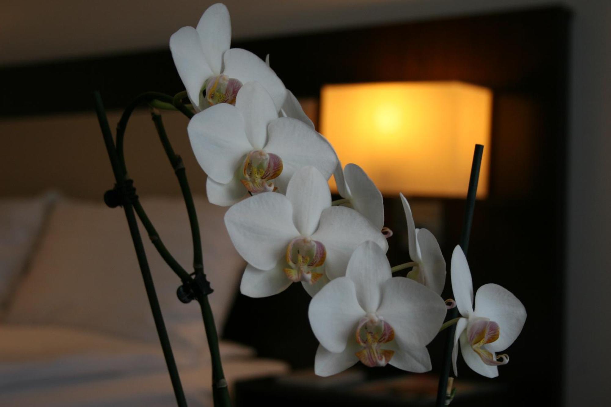 Best Western Hotel Єна Екстер'єр фото